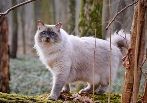 Top Largest Cat Breeds Choosing The Right Cat For You Cats Guide