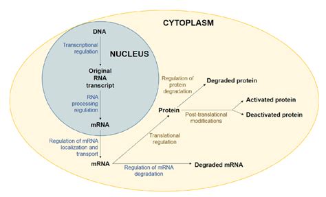 “chapter 5 Transcriptional Regulation” In “fundamentals Of Cell