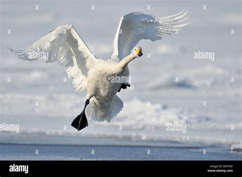 Flying Whooper Swan Landing Stock Photo Alamy