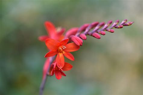 Free Crocosmia Images Pixabay