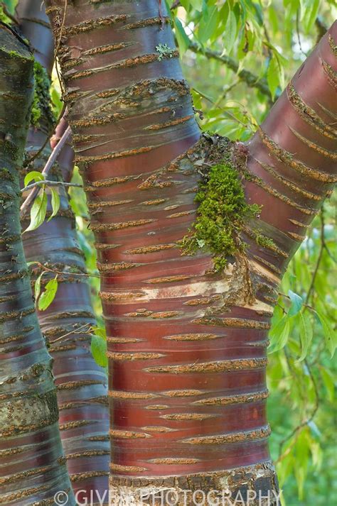 Paperbark Cherry Tree In Seattle Washington