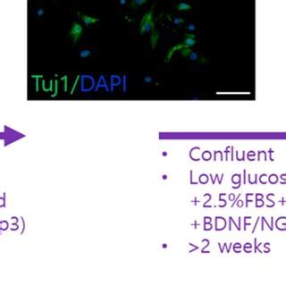 Schematic Of Differentiation Of Tonsil Derived Mesenchymal Stem Cells