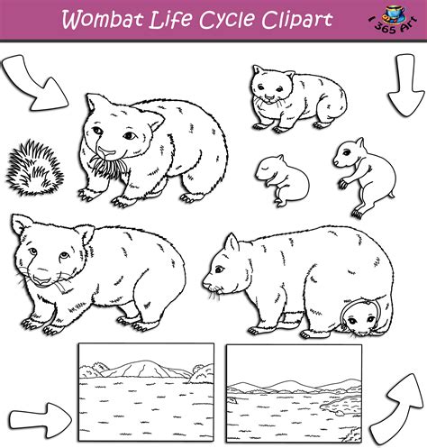 Wombat Life Cycle