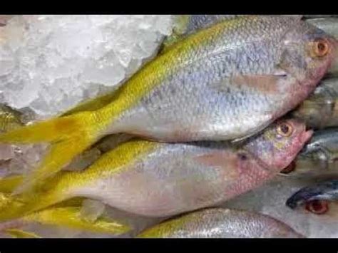 Jual IKAN EKOR KUNING - Jakarta Timur - kantong uang | Tokopedia