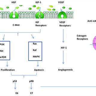 Molecular Targets And Various Receptors Involved In Cervical Cancer