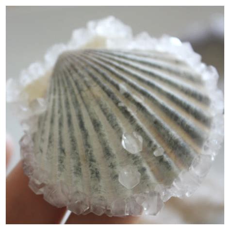 Crystal Seashells Borax Crystal Growing Science Experiment