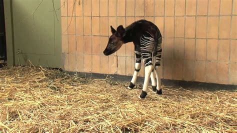 Okapibaby Bébé Okapi Nkosi Zoo Antwerpen Youtube