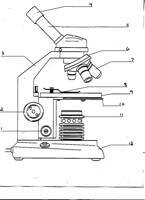 17 Best Images of Blank Microscope Worksheet - Blank Microscope Diagram ...