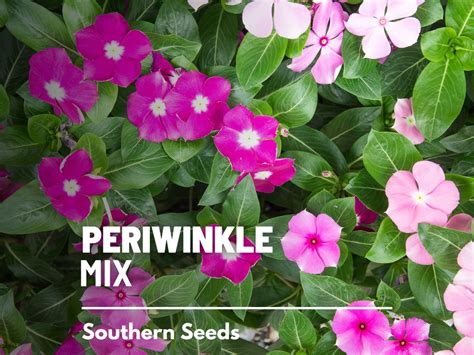 Periwinkle, Mix 100 Seeds Heirloom Flower, Pink to Rose Blooms, Drought ...