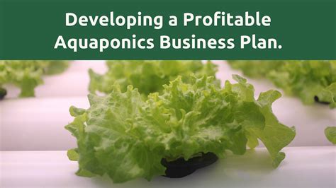 How To Write Commercial Aquaponics Business Plan Guide By Ivan Smith Jun 2024 Medium