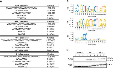 The Chromatin Factor Row Cooperates With Beaf‐32 In Regulating Long