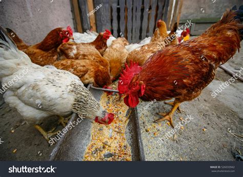 Free Range Chicken Eating Corn Poultry Stock Photo 526033942 Shutterstock