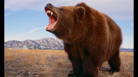 The Grizzly River Grizzly Bears Documentary History Tv Youtube