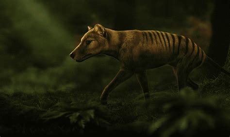 Why the Tasmanian Tiger Went Extinct ? | Find Your Answers