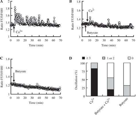 Figure 1 From Cytosolic Alkalization And Cytosolic Calcium Oscillation