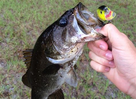 Spring Crankbait Fishing For Cold Water Bass Rangetoreel