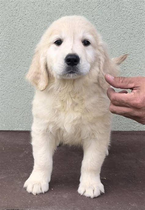 CAMADA DE GOLDEN RETRIEVER GOLDEN RETRIEVER CACHORROS