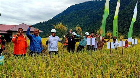 Petani Binaan Vale Panen Raya SRI Organik Di Morowali Pluz Id