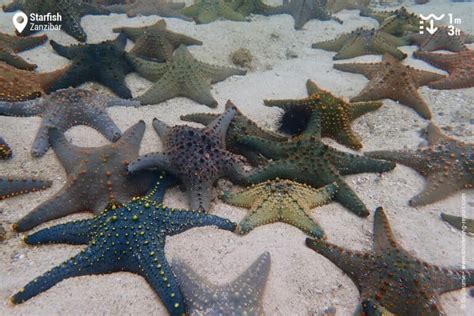 Snorkeling with Sea Stars in Starfish Reef | Snorkeling in Zanzibar