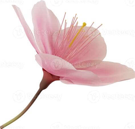 Pink Cherry Blossom Flower 46391314 Png