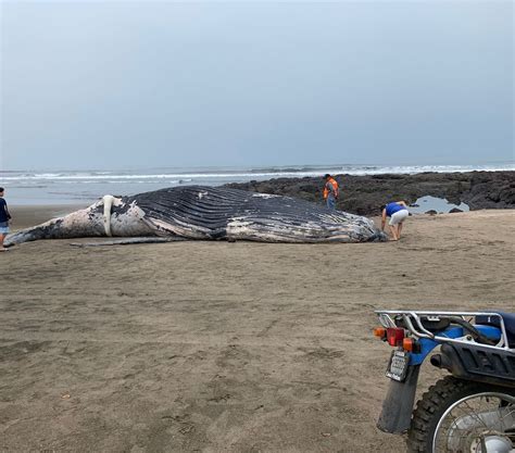 Encuentran Muerta Una Ballena Jorobada En Reconocida Playa