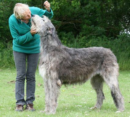 The Largest Irish Wolfhound | Most Wolfhounds like to spend plenty of ...