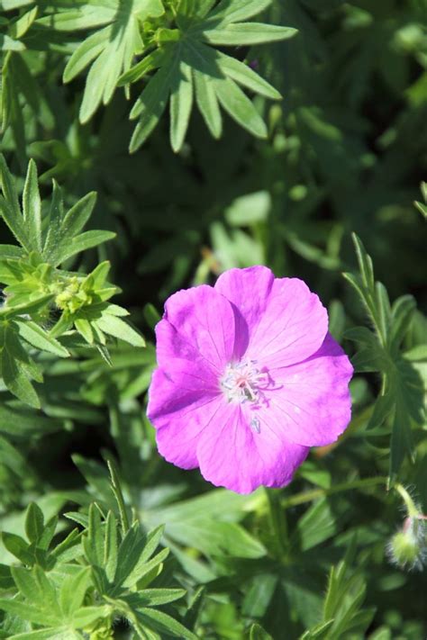 Geranium Sanguineum New Hampshire Purple Ooievaarsbek De Tuinen