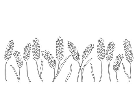 Wheat Grain Drawing