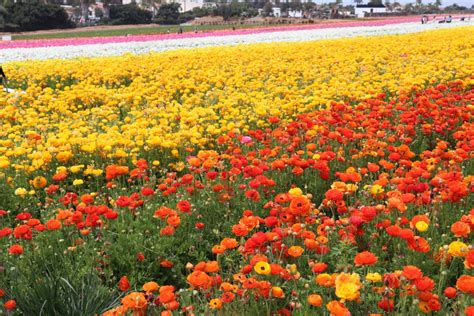 San Diego Flower Fields The Modern Day Girlfriend