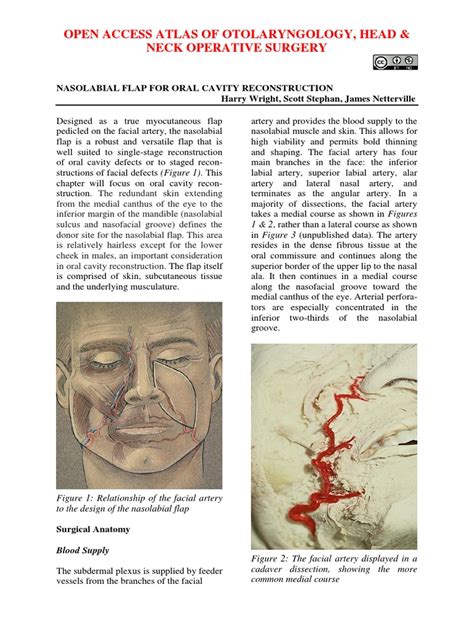 Nasolabial Flap For Oral Cavity Reconstruction | PDF | Lip | Human Anatomy