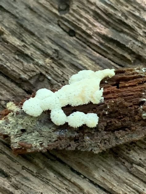 Honeycomb Coral Slime Mold From LaTourette Park New York NY US On