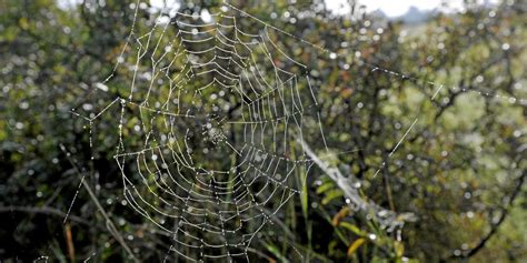 Italie Un Homme Meurt Apr S Avoir T Mordu Par Une Araign E Violoniste