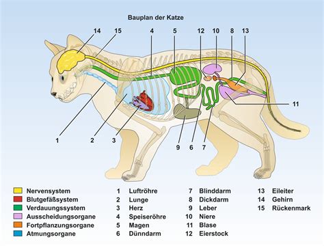 Unterrichtssoftware Biologie Unterrichtssoftware Baupl Ne Der Tiere