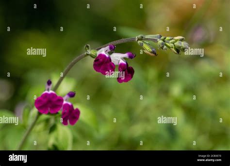 Amethyst Variety Hi Res Stock Photography And Images Alamy