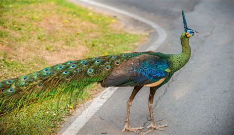 Green Peafowl Pavo Muticus Also Known As Java Peafowl Stock Image