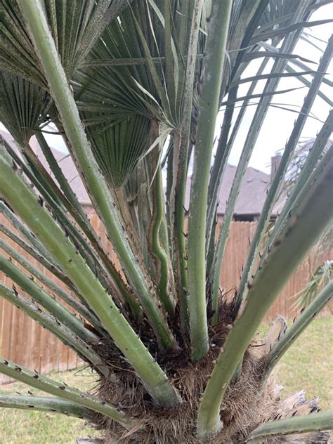 Whats Going On With My Mediterranean Fan Palm Fungus Discussing