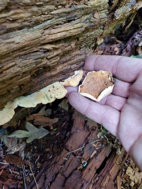 Stinking Orange Oyster From Brown Township IN USA On August 22 2020