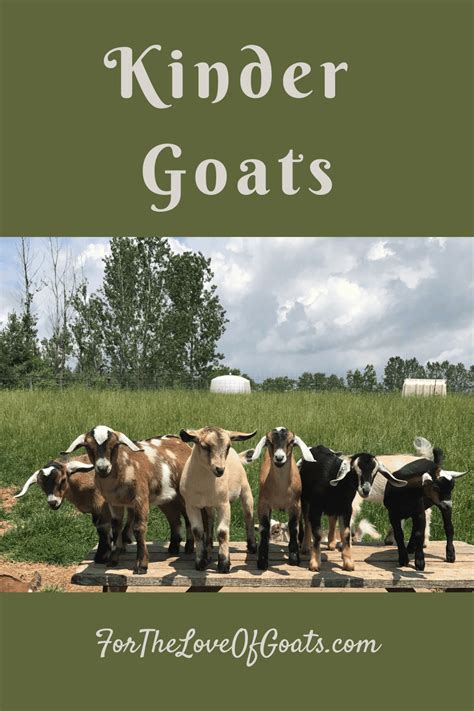 Types Of Goats Artofit