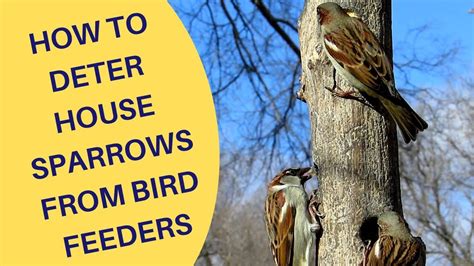 How To Deter House Sparrows At Bird Feeders YouTube House Sparrow