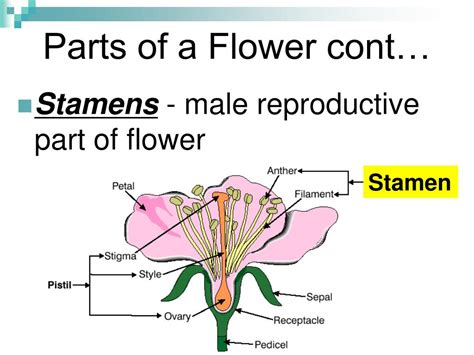 Ppt Examining Parts Of A Plant Powerpoint Presentation Free Download