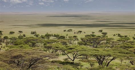 Savannah Biome | Serengeti national park, Serengeti, Safari park