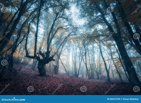 Läskig Mystisk Skog I Dimma I Höst Magiska Trees Natur Fotografering