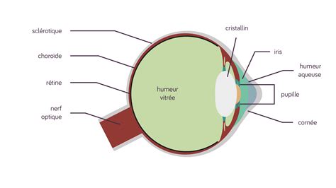 La Perception Visuelle Cours De 1ere Sciences SchoolMouv