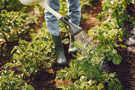 Fertilizante de Calcário em plantas frutíferas Entenda Ultrasafra