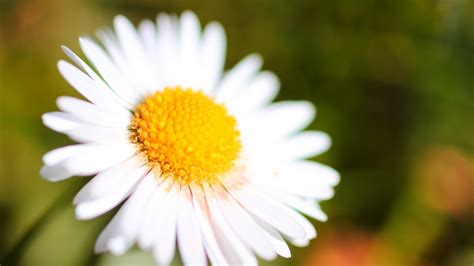 Wallpaper Chamomile Petals Blur Macro Hd Picture Image