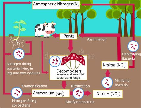 Eutrophication Diagram