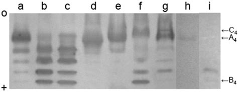 Native Polyacrylamide Gel Electrophoresis Zymograms A G And Western Download Scientific