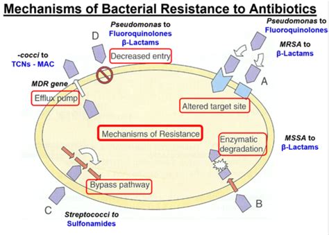 Antibiotic Mechanisms Bacterial Resistance Flashcards Quizlet