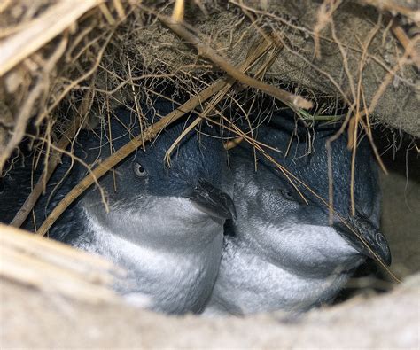 Little Penguin (Blue) : Birding NZ