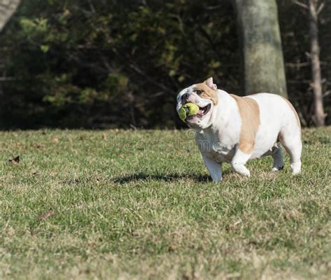 Dog playing catch stock image. Image of cute, animal - 40905361